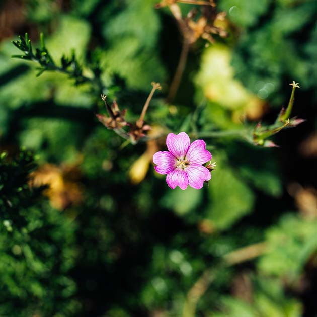 Botanicals you can grow at home